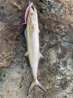 サゴシの釣果