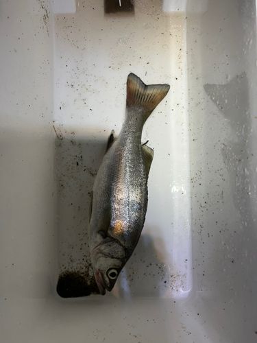 セイゴ（マルスズキ）の釣果