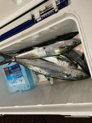 サゴシの釣果
