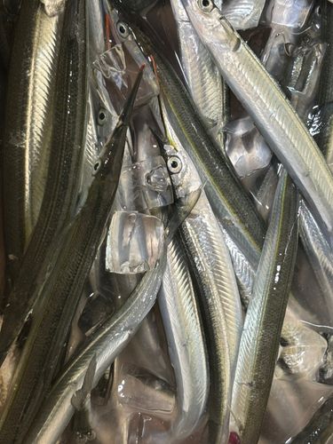 サヨリの釣果