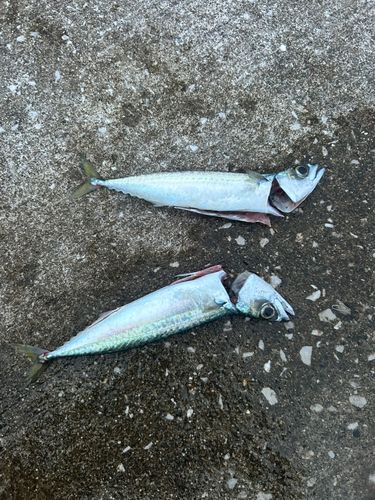 サバの釣果