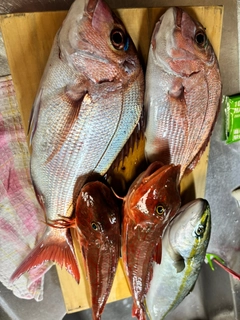マダイの釣果