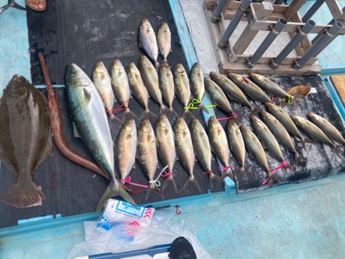 ヒラマサの釣果