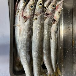 カマス