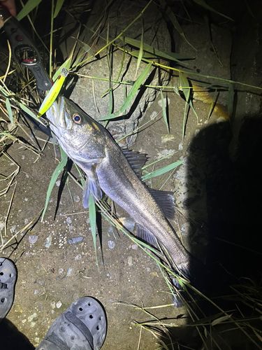 マルスズキの釣果