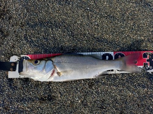 セイゴ（ヒラスズキ）の釣果