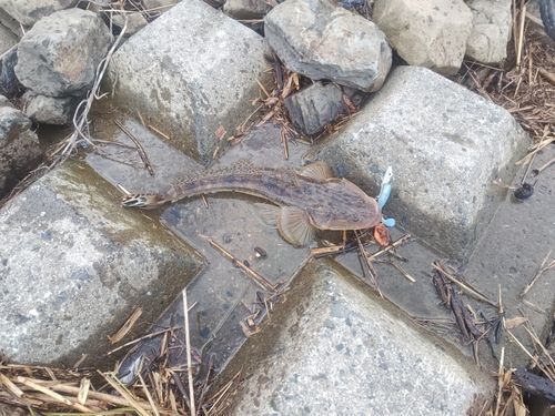 鳴瀬川河口