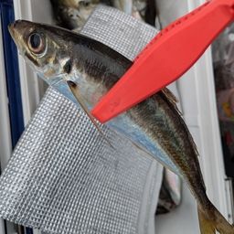 アジ