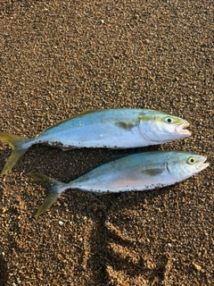ツバスの釣果