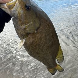 スモールマウスバス