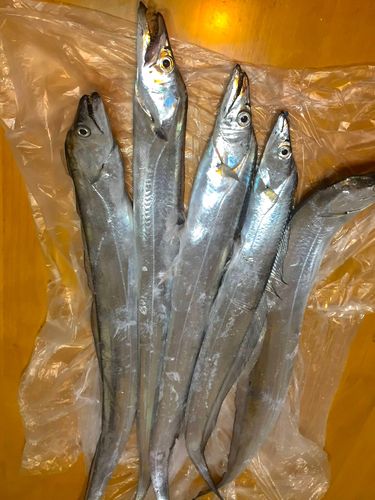 タチウオの釣果