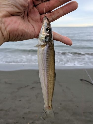 キスの釣果