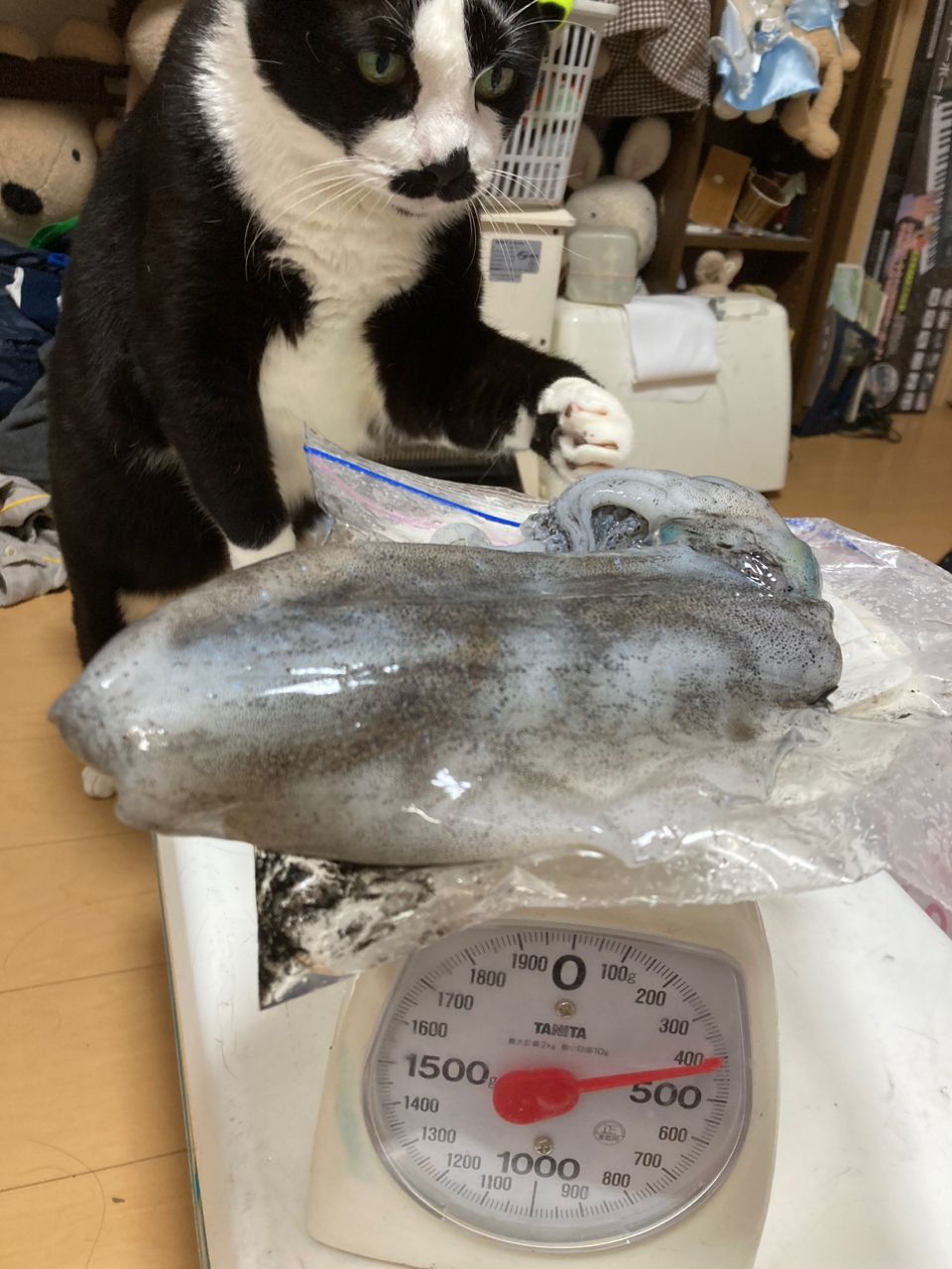 アオリイカ