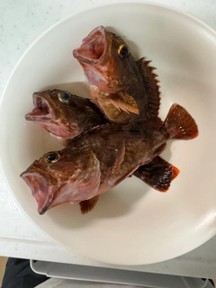 カサゴの釣果