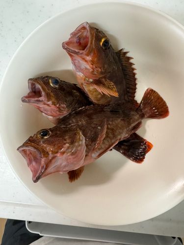 カサゴの釣果