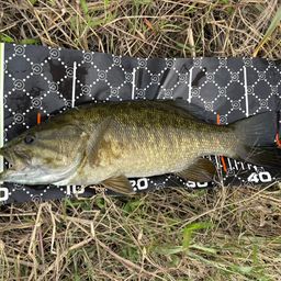 スモールマウスバス