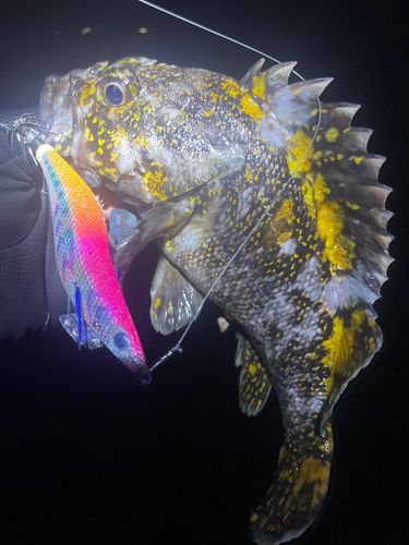 ハチガラの釣果