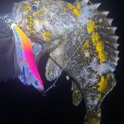 ハチガラ