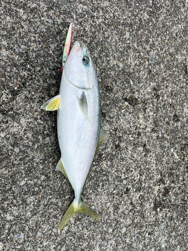 イナダの釣果