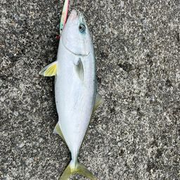 イナダ