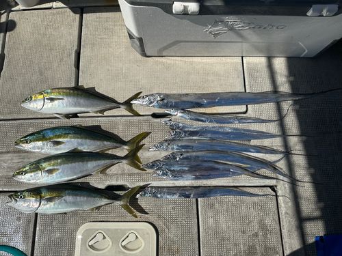 タチウオの釣果