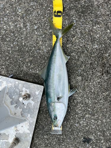 イナダの釣果
