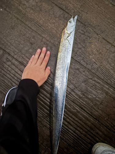タチウオの釣果