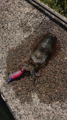 アオリイカの釣果