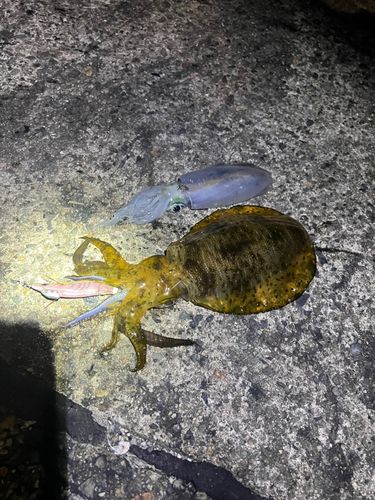 アオリイカの釣果