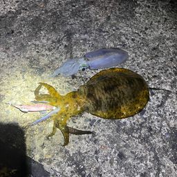 アオリイカ