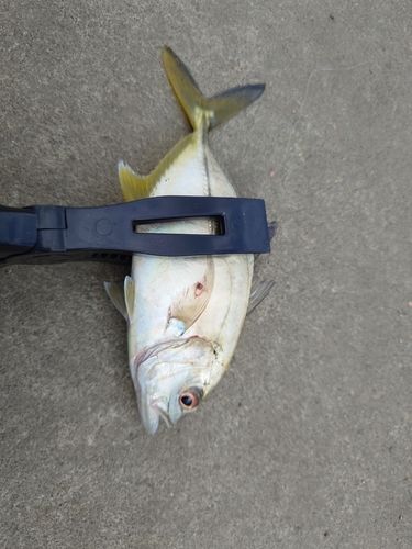 メッキの釣果