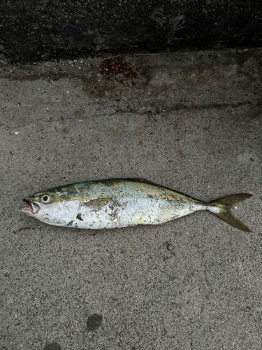 ツバスの釣果