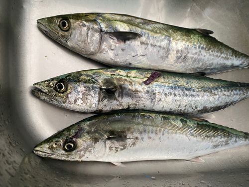 サゴシの釣果