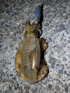 アオリイカの釣果