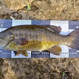 スモールマウスバス