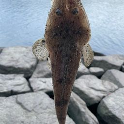 マゴチ