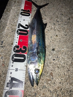 サゴシの釣果