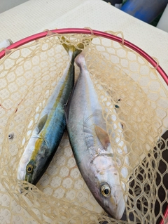 カンパチの釣果