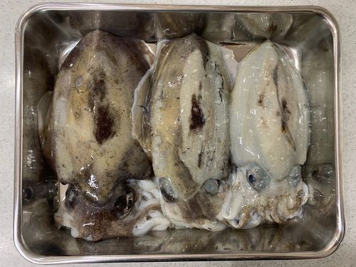 モンゴウイカの釣果