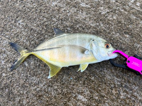 ギンガメアジの釣果