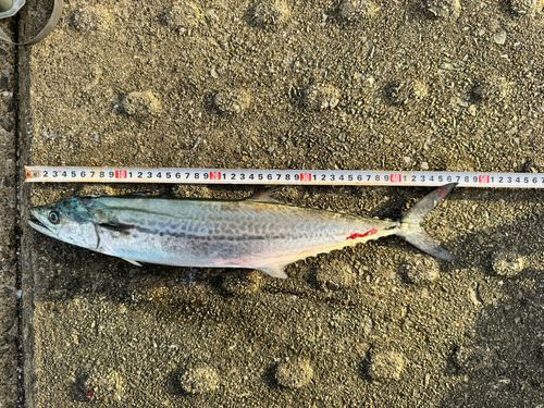 サゴシの釣果