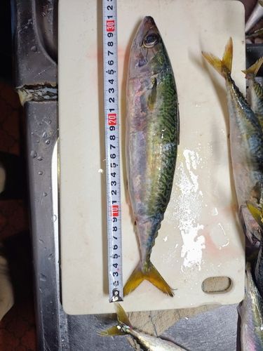 イワシの釣果
