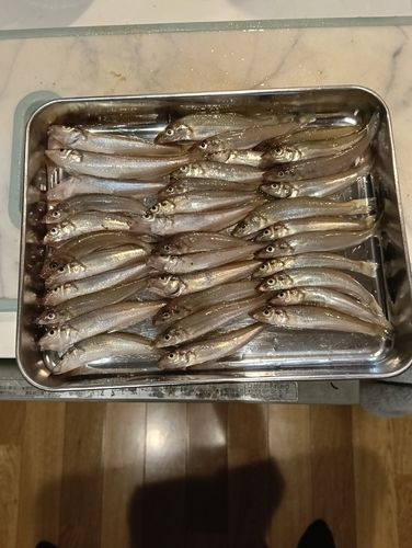 シロギスの釣果
