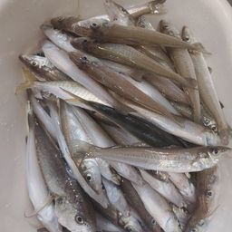 シロギス
