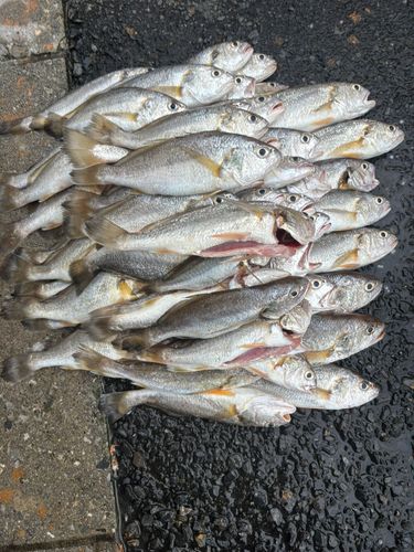 釣果