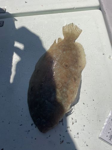 ガンゾウビラメの釣果