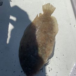 ガンゾウビラメ