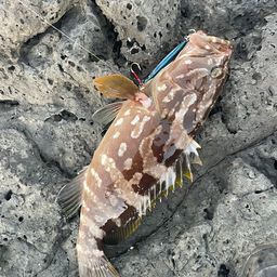 クエ