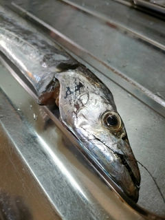 タチウオの釣果
