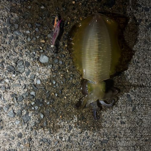 アオリイカの釣果
